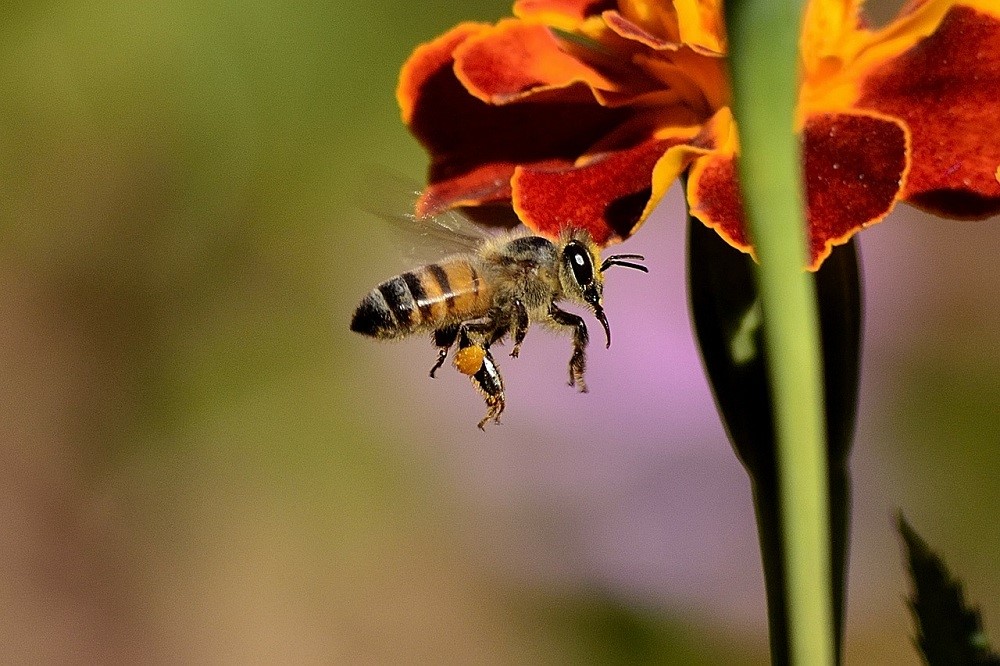 Les Bénéfices de la Propolis Spray de l’Herboristerie Bénédictine