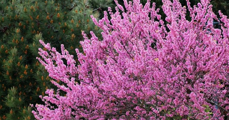 Cercis Siliquastrum ou Arbre de Judée : où l’apôtre Judas choisit de mourir